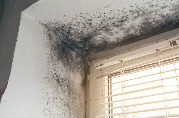 Affordable Commercial Mold Remediation solutions in Fort Monmouth, NJ